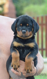 Photos supplémentaires: rottweiler