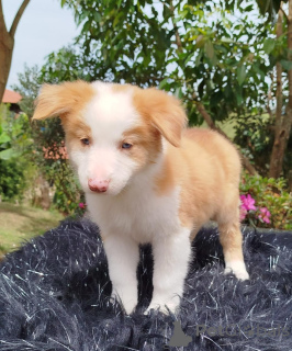 Photo №3. cadeau adorables chiots Border Collie. République Tchèque