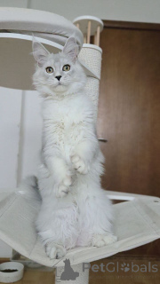 Photo №2 de l'annonce № 156775 de la vente maine coon - acheter à Belgique éleveur