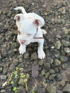 Photo №3. Chiot American Pit Bull Terrier disponible à l'adoption !. Belgique