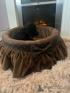 Photo №3. Teckel miniature à poil long. Serbie