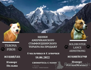 Photo №1. american staffordshire terrier - à vendre en ville de Bichkek | négocié | Annonce №25856