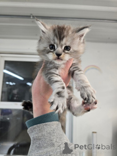 Photo №4. Je vais vendre maine coon en ville de Aberdeen. éleveur - prix - négocié