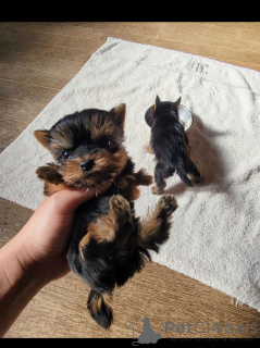 Photo №3. Chiots Yorkie à vendre âge parfait pour se lier avec les familles. Turquie