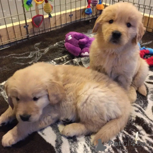 Photo №2 de l'annonce № 138867 de la vente golden retriever - acheter à Allemagne annonce privée, éleveur