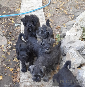 Photos supplémentaires: Chiots Schnauzer nain avec un excellent pedigree