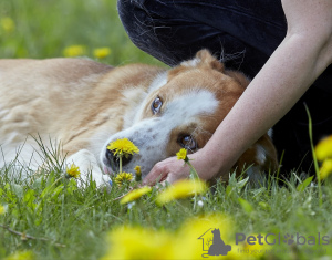 Photos supplémentaires: Chiot mignon entre de bonnes mains.