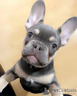 Photos supplémentaires: Chiots bouledogue français à vendre