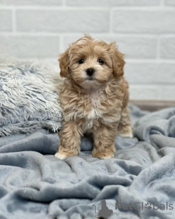 Photo №2 de l'annonce № 131740 de la vente maltipu - acheter à USA annonce privée