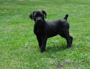 Photos supplémentaires: Chiots Boerboel (Mâtin sud-africain)