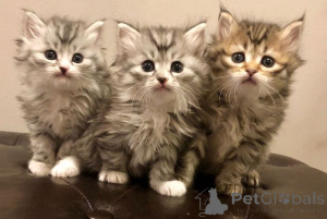 Photo №1. sibérien - à vendre en ville de Erkelenz | 450€ | Annonce № 166293