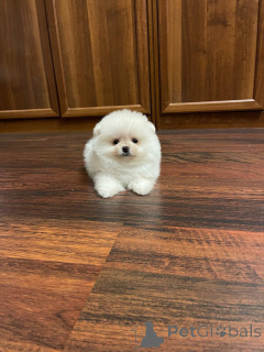 Photo №2 de l'annonce № 145457 de la vente spitz nain - acheter à Pays Bas annonce privée