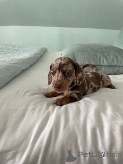 Photo №3. Chiots teckel....whatsapp moi au 44 7453 907158. Allemagne