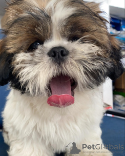 Photo №1. shih tzu - à vendre en ville de Varsovie | 440€ | Annonce №101127