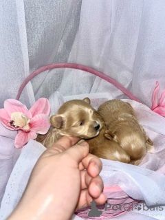 Photo №3. Mini Maltipoo F1. Emirats Arabes Unis