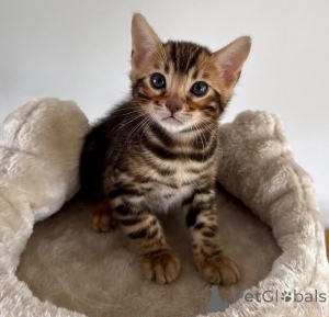 Photo №1. bengal - à vendre en ville de Bundenbach | 350€ | Annonce № 178167