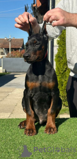 Photos supplémentaires: Chiots Doberman à vendre