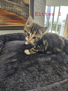Photo №2 de l'annonce № 172428 de la vente maine coon - acheter à L'Autriche éleveur
