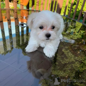 Photo №1. bichon maltais - à vendre en ville de Athènes | négocié | Annonce №168162