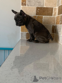 Photo №4. Je vais vendre bouledogue en ville de Cologne. éleveur - prix - 380€