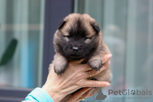 Photos supplémentaires: Chiots eurasiers