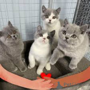 Photo №3. Myytävät brittiläisen lyhytkarvaiset kissanpennut. La finlande