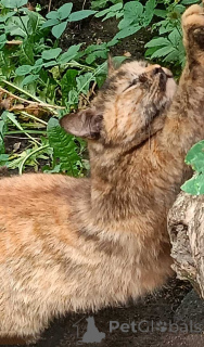 Photo №3. Il est encore si petit, mais il sait déjà ce qu'est la rue. Fédération de Russie