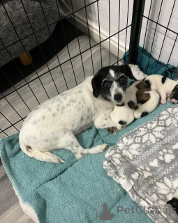 Photo №1. jack russell terrier - à vendre en ville de Lâché | 400€ | Annonce №172386