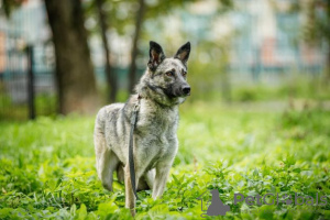 Photos supplémentaires: Doggy Remy entre de bonnes mains