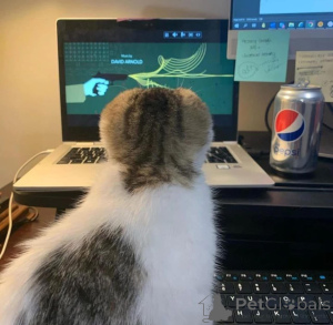 Photo №3. la meilleure chose pour rentrer à la maison après une longue et dure journée de. Belgique