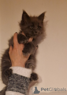 Photo №2 de l'annonce № 145311 de la vente maine coon - acheter à Allemagne annonce privée