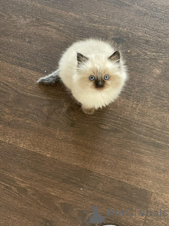 Photo №3. Deux jolis chatons Ragdoll à vendre. Allemagne