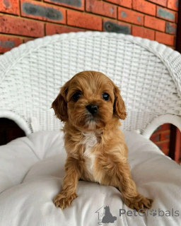 Photo №3. Cavapoo-welpen zur adoption. Allemagne