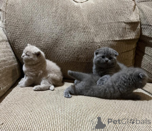 Photo №2 de l'annonce № 140156 de la vente scottish fold - acheter à USA annonce privée