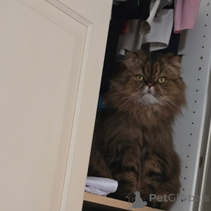 Photo №1. persan - à vendre en ville de Helsinki | 700€ | Annonce № 169156