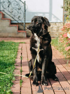 Photo №1. chien bâtard - à vendre en ville de Moskova | Gratuit | Annonce №176860