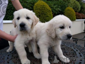 Photo №1. labrador retriever - à vendre en ville de 'S-Hertogenbosch | négocié | Annonce №169005