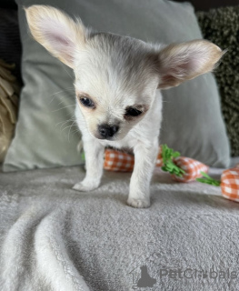 Photos supplémentaires: Chihuahua tête de cerf