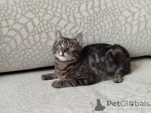 Photo №1.  - à vendre en ville de Minsk | Gratuit | Annonce № 164929