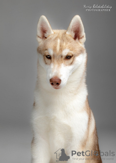 Photo №3. Chiot Husky Sibérien, fille blanc pâle. Ukraine