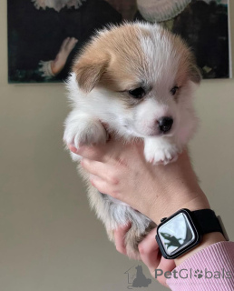 Photo №2 de l'annonce № 155808 de la vente welsh corgi - acheter à Allemagne éleveur
