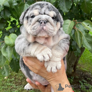 Photo №2 de l'annonce № 142156 de la vente  - acheter à Ukraine 