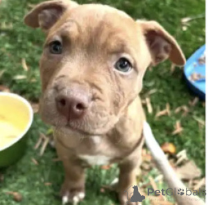 Photo №1. american pit bull terrier - à vendre en ville de Alabama | négocié | Annonce №168867