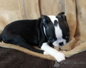 Photo №3. Chiots Boston Terrier. Danemark