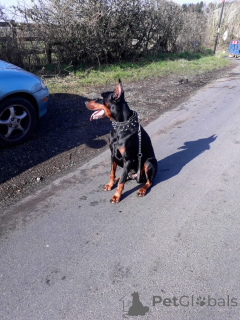Photo №1. dobermann - à vendre en ville de Wolfsburg | 400€ | Annonce №149061
