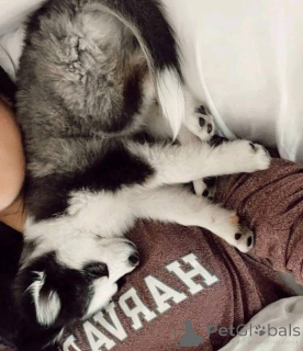 Photo №2 de l'annonce № 161317 de la vente  - acheter à USA 