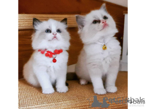 Photo №1. ragdoll - à vendre en ville de Alicante | négocié | Annonce № 176431