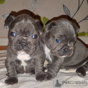 Photo №1. bouledogue - à vendre en ville de Birkirkara | 600€ | Annonce №85903