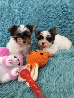 Photo №3. A vendre mini chiot, femelle Biewer Yorkshire Terrier, petite princesse.. Georgia