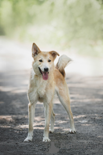 Photo №3. À la recherche d'un bon foyer bébé Clyde. Fédération de Russie